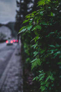 Plant growing by road in city