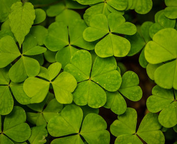 Full frame shot of leaves