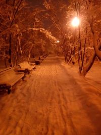 View of illuminated trees during winter