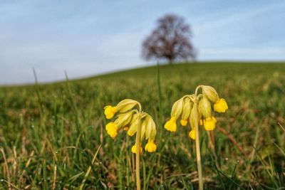 Close-up of yellow flowering plant on field