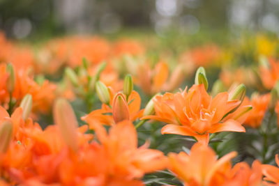 Close-up of orange marigold flowers blooming outdoors