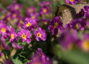 Close-up of pink flowering plants