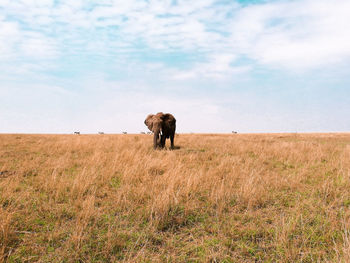 Horse standing in a field