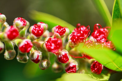  close-up of flowers growing on the plant