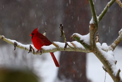 A cardinals snowy day