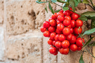 Close-up of tomatoes