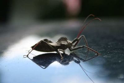 Close-up of insect