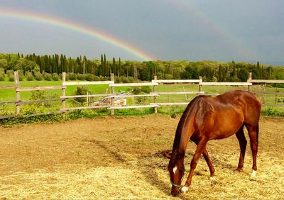 Horse grazing on field against rainbow in sky