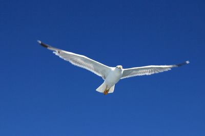 Low angle view of seagull flying in sky