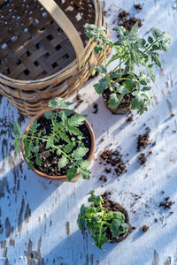 High angle view of potted plants in basket on table