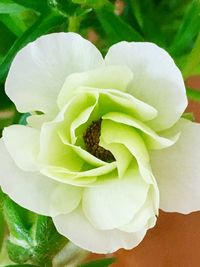 Close-up of white flowering plant