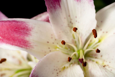 Close-up of pink lily flowers