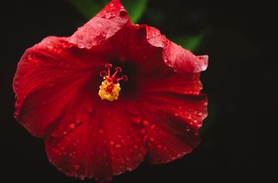 Close-up of red poppy blooming against black background