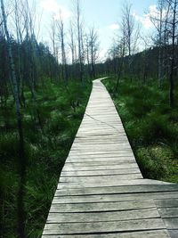 Narrow pathway along trees on field