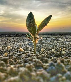 Close-up of leaf on beach against sky during sunset