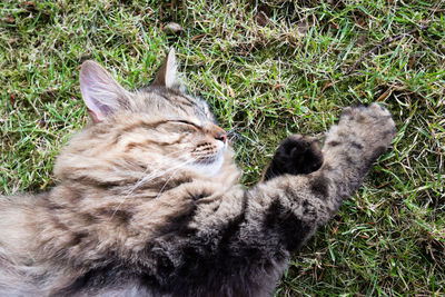 High angle view of cat on grass