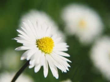 Close-up of white daisy