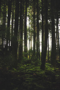 Trees in forest