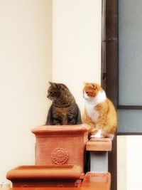 Cat sitting on wall