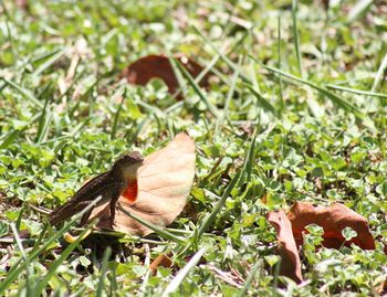 Close-up of insect on grass