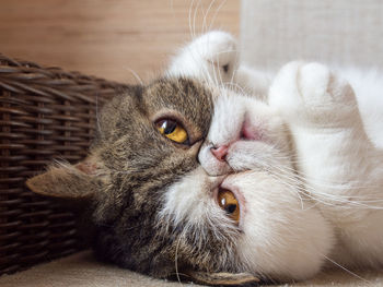 Close-up portrait of a cat