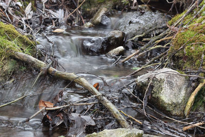 High angle view of bird in water