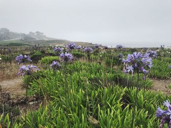 Close-up of purple crocus flowers growing in field