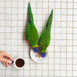 Directly above shot of woman holding coffee cup with rainbow lorikeet birds