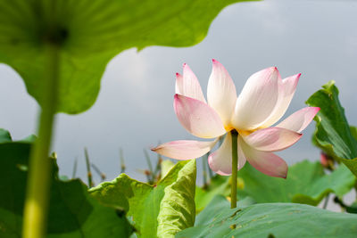 Close-up of lotus water lily in lake