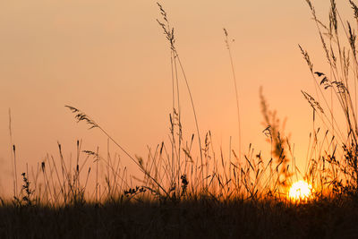 Scenic view of field against sky during sunset