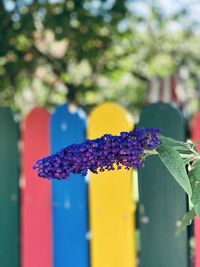 Close-up of multi colored purple flower hanging on plant