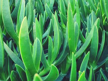 Close-up of succulent plant on field