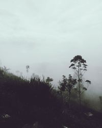 Trees in forest against sky