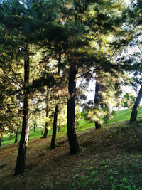 Trees on field in forest