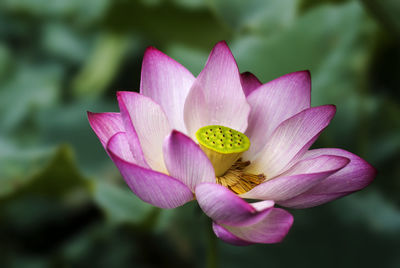 Close-up of pink water lily