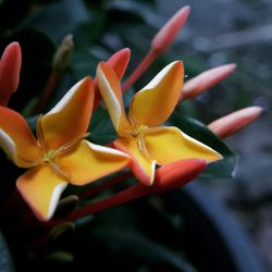 Close-up of frangipani blooming outdoors