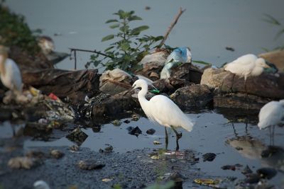 White birds on rock by lake