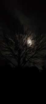 Silhouette bare tree against sky at night