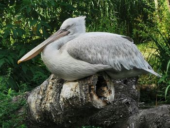 Close-up of white bird perching on rock