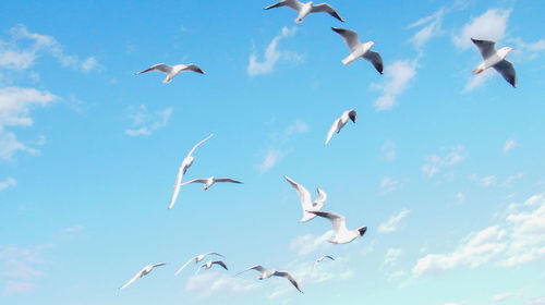 Low angle view of seagulls flying