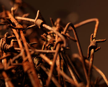 Close-up of dried plant