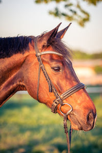 Close-up of a horse in the field