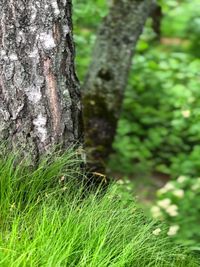 Close-up of moss growing on tree trunk