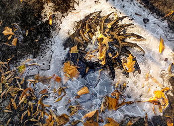 Close-up high angle view of leaf