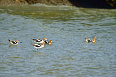 Ducks swimming in lake