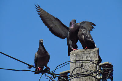 Low angle view of birds perching on wooden post