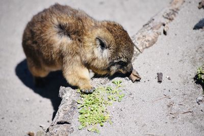 High angle view of lion eating food