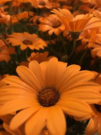 Close-up of orange flowering plant