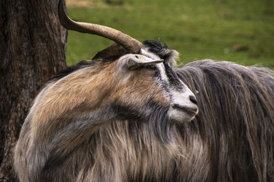 Close-up of a horse