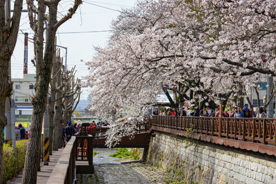 View of cherry blossom from canal